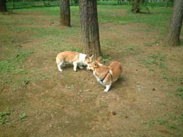 ���F�B�����ς��I