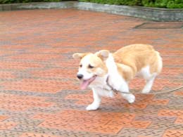 ��������哾�ӂȂ�