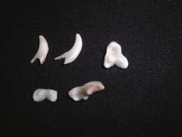 ��������