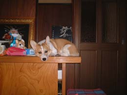 �����Ȃ��悧�`�`�g�z�z