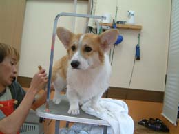 ���j�ɂȂ邽�߁E���܂񂪂܂�E�E