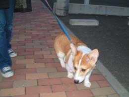 ���ɂ��Ԃ��Ă��������I