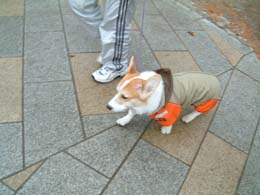 �J�b�p�ɂ����Ă�H