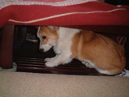 �ŋ߂̂��C�ɓ���I�I