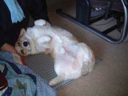 ��p���ĂȂɁH�H