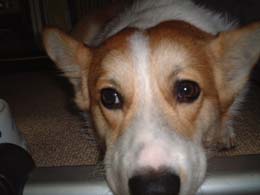 �������Ăւ�Ȋ����I