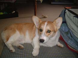 ��������ł���悧