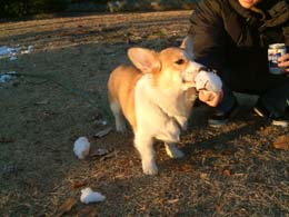 ����ė₽���ˁI�I