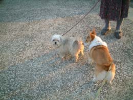 ���I�I�����ɂ����F�B���E�E