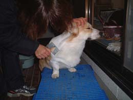 ����������΂�܂��B�u���b�V���O�I�I