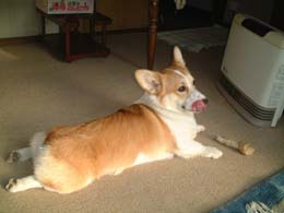 �����܂��`���I�I�~���N�̖_�B