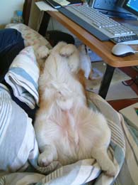 ���V�i�͂�Ă�j�ƌĂ�ł܂��B