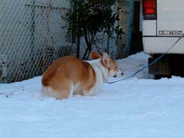 ���ڂ��ځI�I�s�����s�����I�I