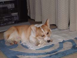 ���m�d�v�̍��������ꂵ���Ȃ��I�I