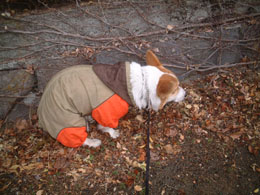 �ӂ�΂���I�I