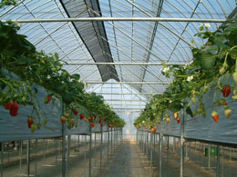 �a�h�f�I�r�v�d�d�s�I