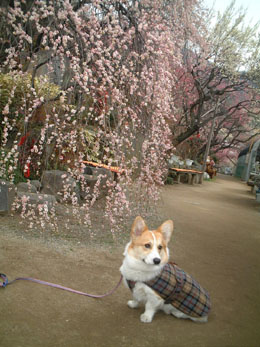 �~�ƉԂ���������E�E�E�l�H�I