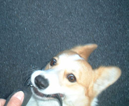 ���ɔ�т��Ă�}�I�I