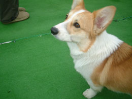 �����Ƃ肭��Ėl�̂��ƁH�I