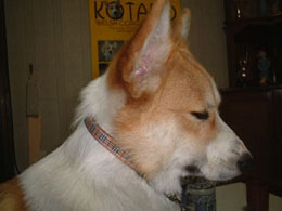 �N�[���Ȗl�I�I