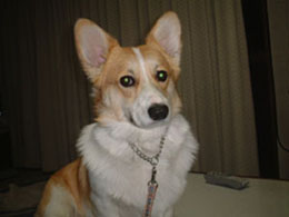 �����ł��傤�I�I