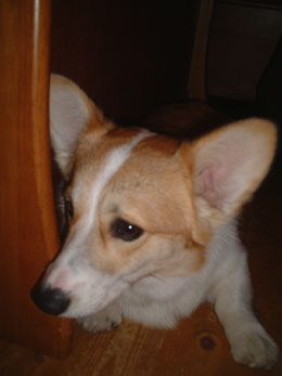 ���F�B���ꂵ���Ȃ�