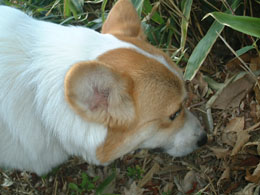 ���񂭂�E�E�����ɂ����񂾂낤�H�H