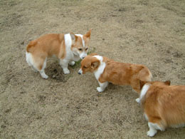 �����N�̂��F�B����I