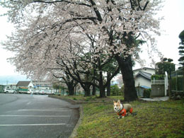 �Ԍ������`�`