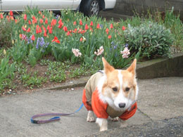 �`���[���b�v���炢�Ă��