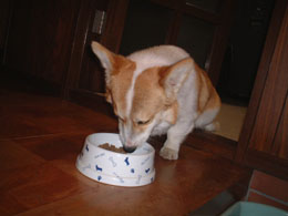 ���͂�H�ׂĂ�l�I�I������肵�Ă��I�I