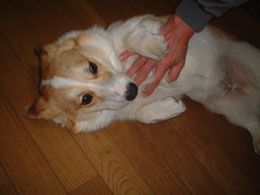 �݂�Ȃ��A���Ă��Ă��ꂵ����`�`�I�I