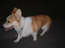 �l�A�����q������I�I