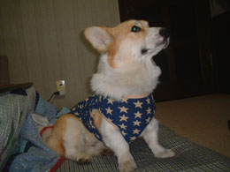 �Ȃ񂩃L�c�C�E�E�E�iBY�����j