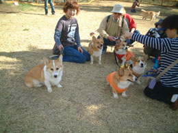 �z�K�R�M�̂��F�B����