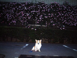 ���������ꂢ�ŁA���������Ȃ񂾂�B