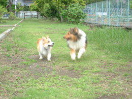 �܂��ꏏ�ɗV�ڂ��ˁI�I