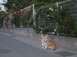 �����ς��̎�ނ���񂾂ˁB