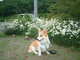 �ŋ߂����������ʐ^�������Ȃ��H�I