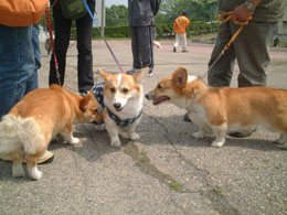 �K�N�N�Ɩl�ƌZ��̃�������񂾂�I�I