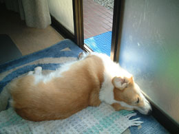 �����Ȃ��H�H