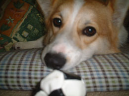 �V������������A�T�b�J�[�{�[��