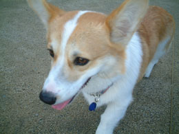 �݂�Ȃ���Ă����Ă���āA���ꂵ���񂾂��ǂȂ��`�`�I�I