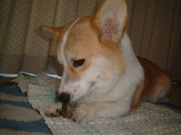 �ЂÂ߃K���K��