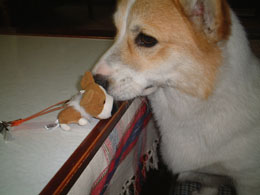 �}�b�N�ł�������R�M�����ƁE�E�E