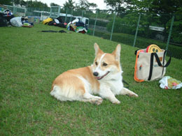 �Ő��ŃS�����`�`�I�I