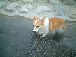 ��V�эD���Ȃ񂶂��H�I