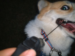 ���킟�I�I���j�����Ȃ��H�H