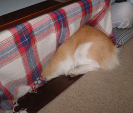 �����������Ă����