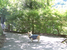 ���������Ȃ��`�`�I�I